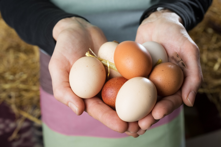 Pastured Eggs - Dozen